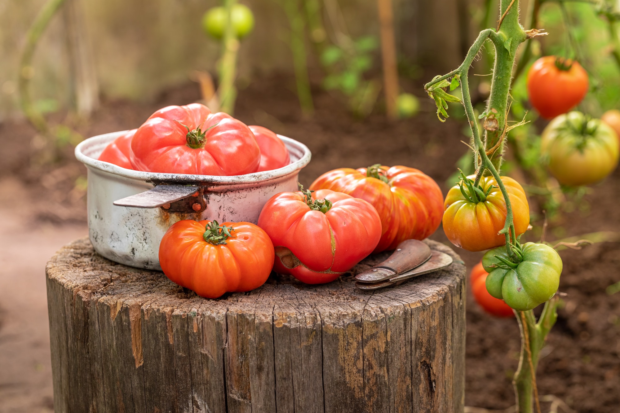 Ecological tomatoes ripening in the home garden.