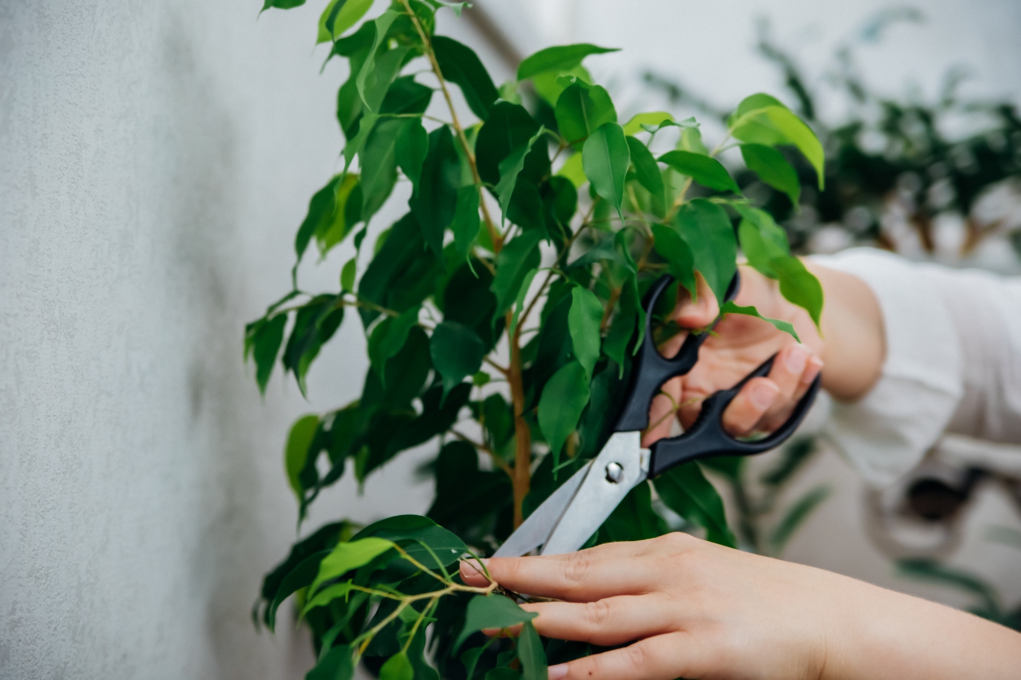 Gardening at home. The inner garden. Green plants in pots at home on the balcony, home jungle.