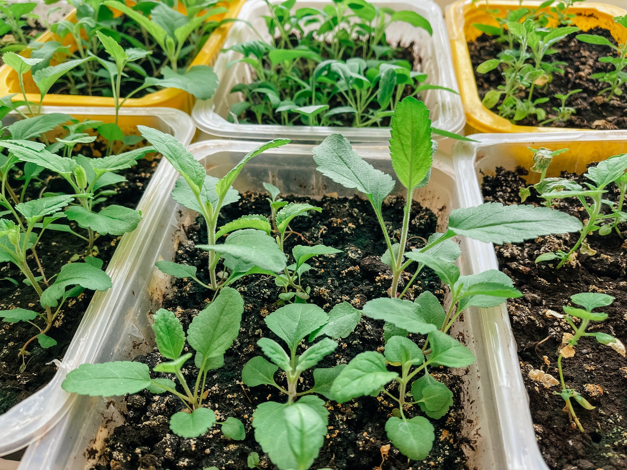 Home garden on the windowsill.