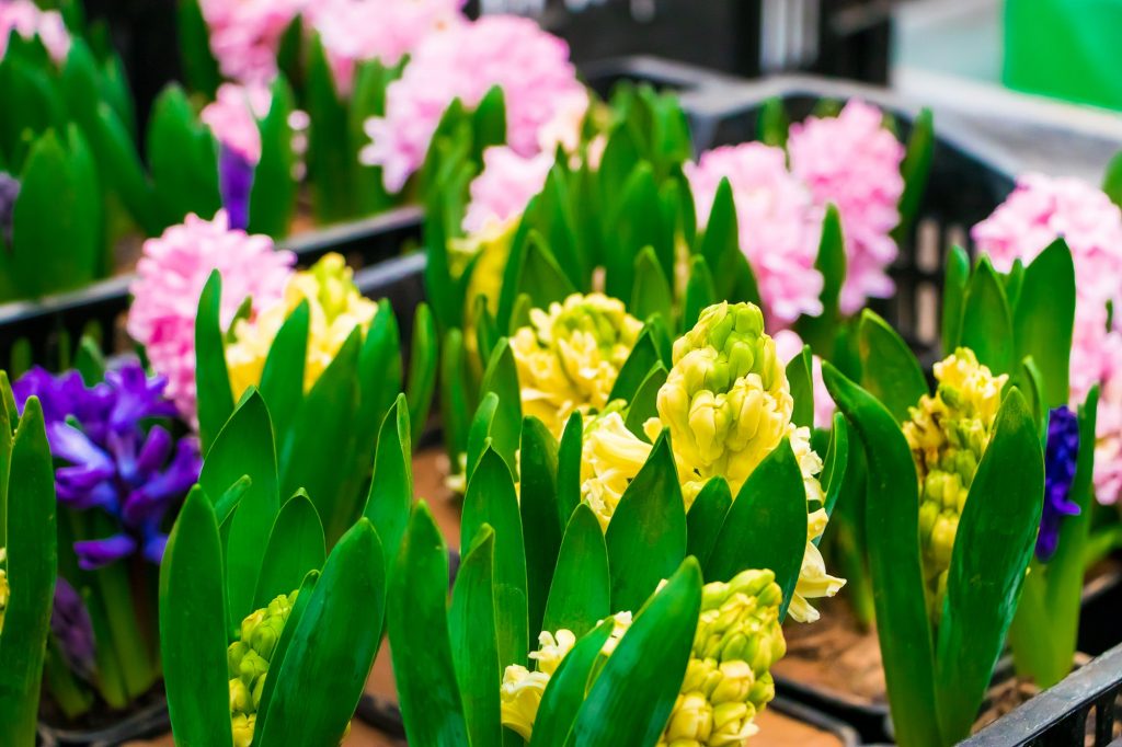 Multi-colored hyacinths in pots. Home gardening concept.