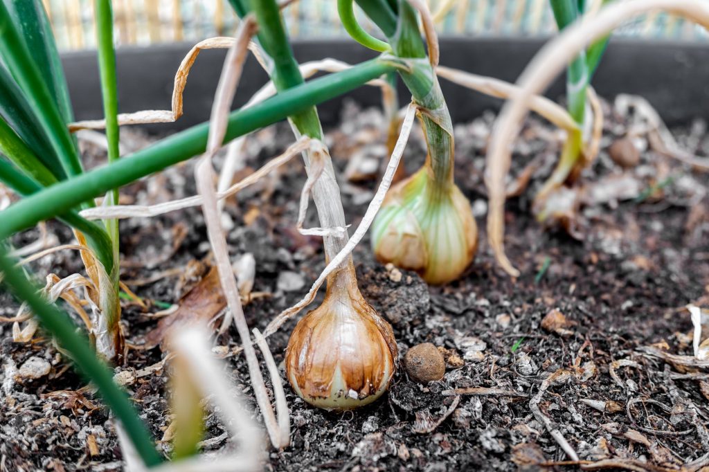 Onion bulbs grow in a home garden.