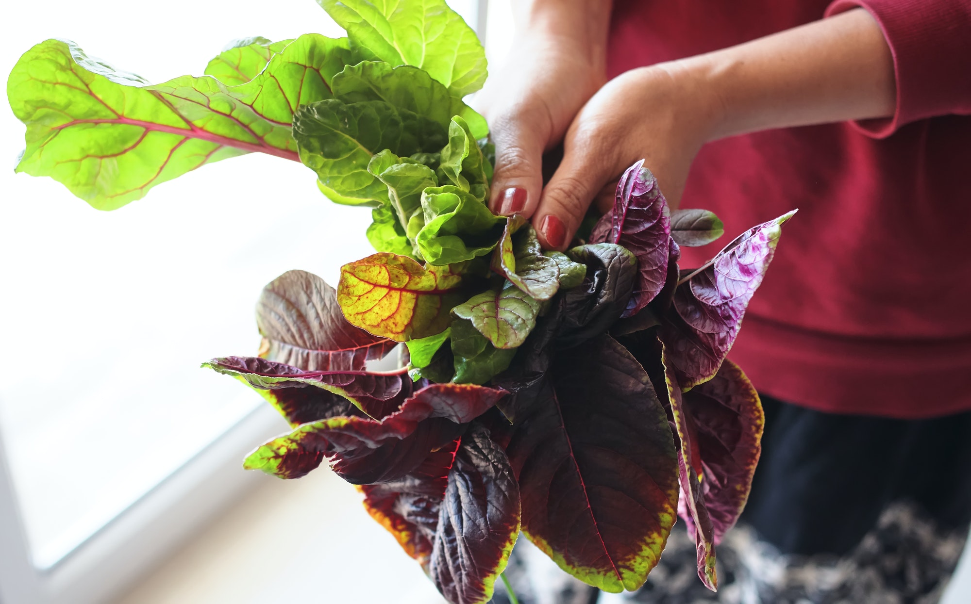 Woman hold the vegetable from organic home garden