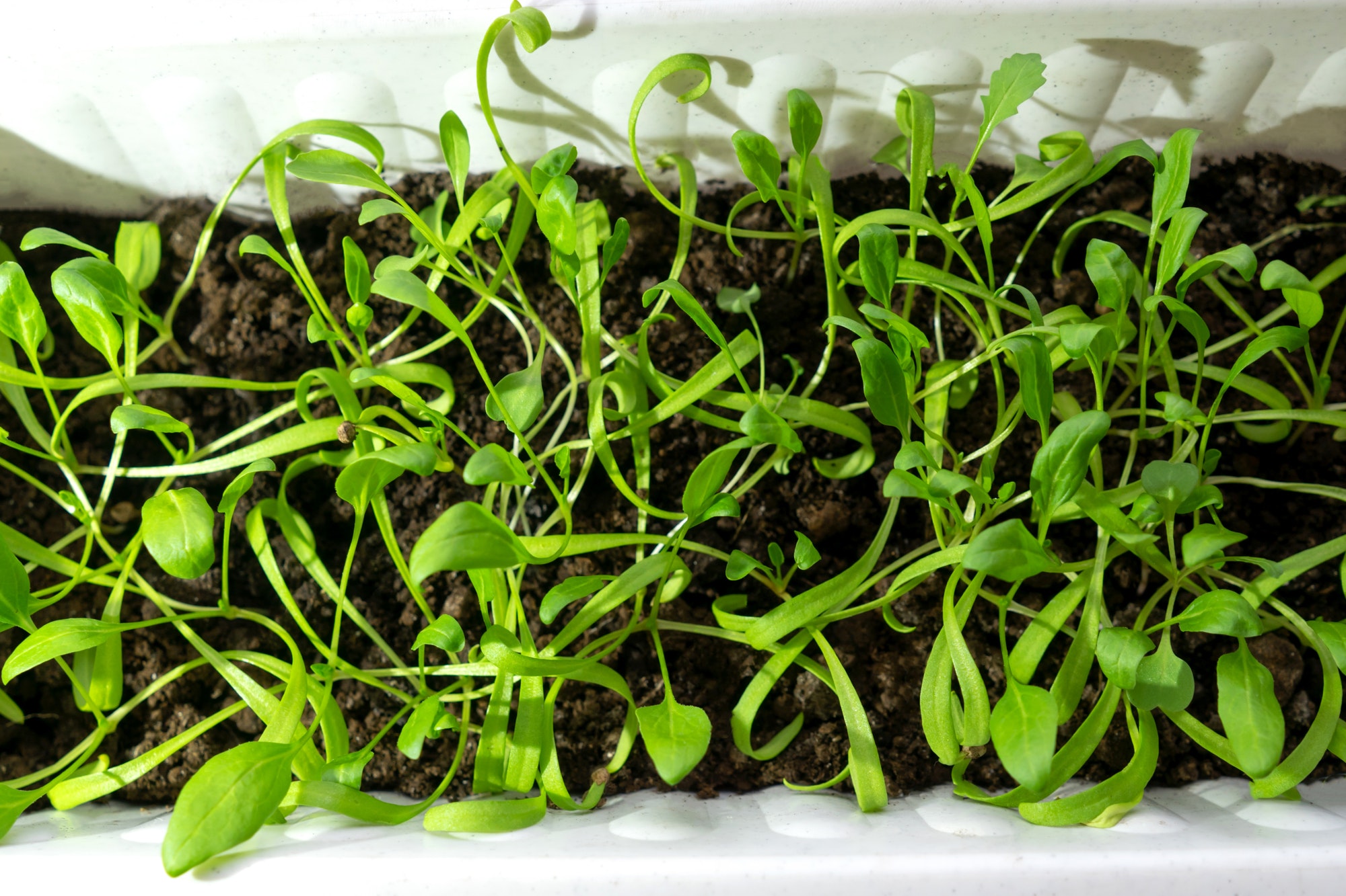 Young salad in pot. Home gardening.